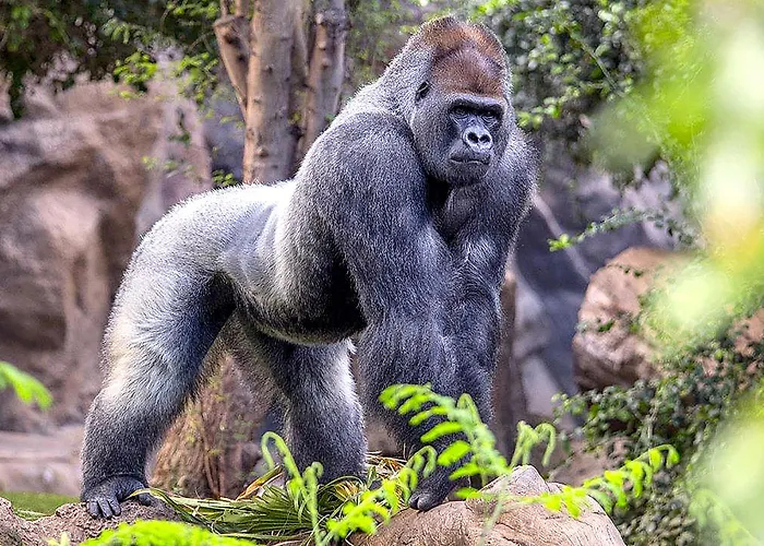 ホテル Adonis Plaza サンタクルスデテネリフェ