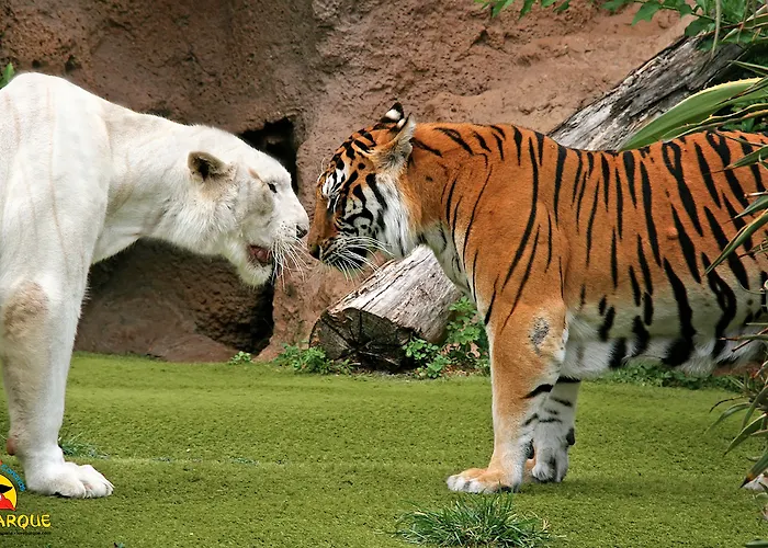 Adonis Plaza ホテル